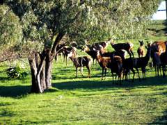 Caves Road Chalets - New Castle Holiday 6