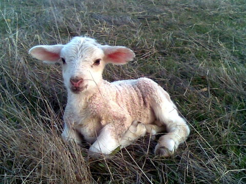 Glendara Cottage - New Castle Holiday 1