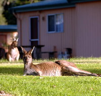 Kalgan River Chalets  Caravan Park - New Castle Holiday