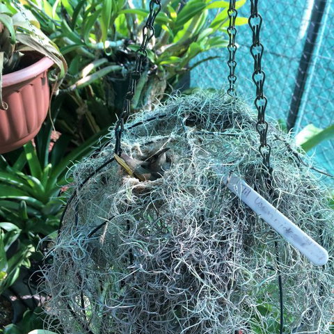 Bromeliad Bed And Breakfast - New Castle Holiday 13