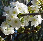 Coolah Caravan Park - New Castle Holiday