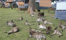 Durras Lake North Holiday Park - New Castle Holiday 4