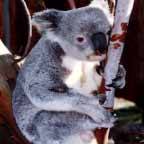 Wave Rock Hotel Motel - New Castle Holiday 5