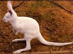 Wave Rock Hotel Motel - New Castle Holiday 6