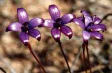 Wave Rock Hotel Motel - New Castle Holiday 7