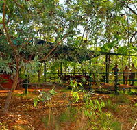 Arnhemland Barramundi Nature Lodge - New Castle Holiday