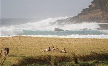 Merry Beach Caravan Resort - New Castle Holiday 2