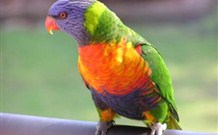 Merry Beach Caravan Resort - New Castle Holiday 4