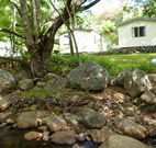 Mt Warning Rainforest Park - New Castle Holiday