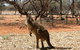 Mungo Lodge Tours And Accommodation - thumb 4