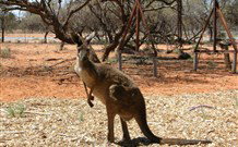 Mungo Lodge Tours And Accommodation - New Castle Holiday 4