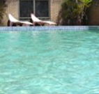 Toreador Motel - Coffs Harbour - New Castle Holiday