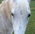 Eaglewood B and B and Farmstay - New Castle Holiday