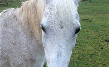 Eaglewood B And B And Farmstay - New Castle Holiday 0