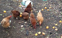 Eaglewood B And B And Farmstay - New Castle Holiday 2