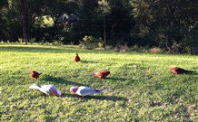 Eaglewood B And B And Farmstay - New Castle Holiday 3