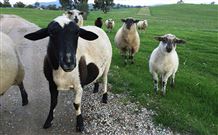 Mount Christopherson Retreat - New Castle Holiday 3