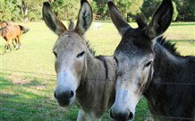 Red Hill Organics Farmstay - New Castle Holiday 5