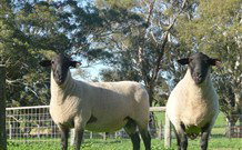 Red Hill Organics Farmstay - New Castle Holiday 7