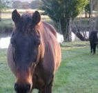 Reynella Kosciusko Rides Accommodation - New Castle Holiday