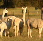 Waterfall Way Farmstay - New Castle Holiday