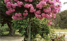 Eden Bed And Breakfast - New Castle Holiday 0