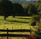 Pines on the Plateau - New Castle Holiday