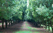 The Shed B And B - New Castle Holiday 3