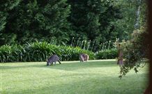 Yallambee Bed And Breakfast - New Castle Holiday 4