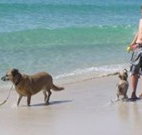 A Paradise Bungalow Waterfront - New Castle Holiday