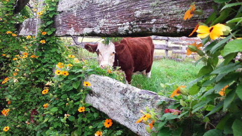 Fairview Farm Cottages - New Castle Holiday 4