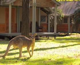 Carnarvon Gorge Wilderness Lodge - New Castle Holiday 3