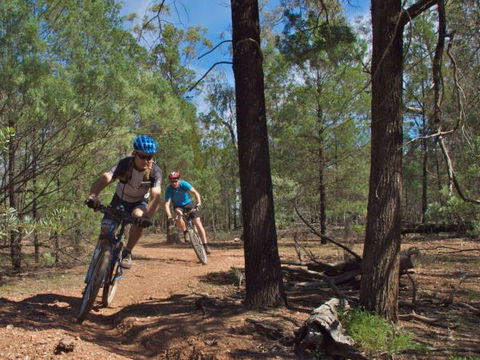 Back Yamma State Forest - New Castle Holiday 1