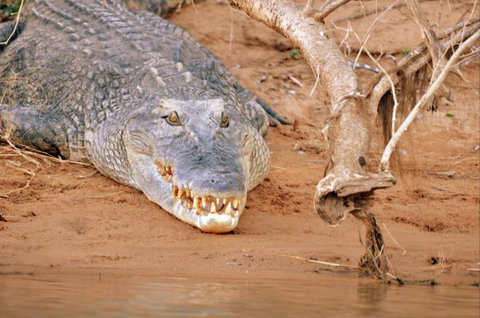 Mount Nancar Wilderness Retreat - New Castle Holiday 4