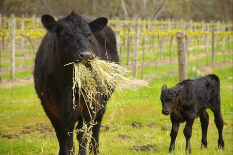 Naimanya Cottage - New Castle Holiday 5
