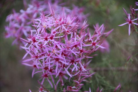 Rakhi Retreat - New Castle Holiday 6