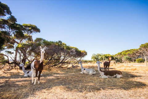 Kangaroo Island Health Retreat - New Castle Holiday 8
