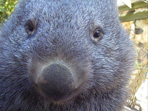 Kingbilli - New Castle Holiday 4