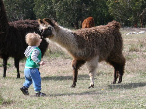 Kingbilli - New Castle Holiday 6