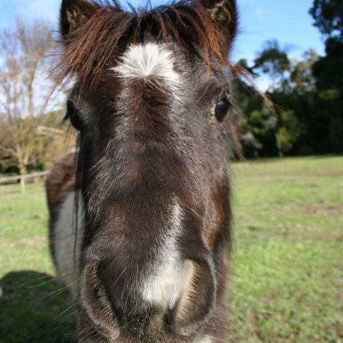 Kingbilli - New Castle Holiday 8