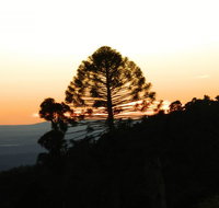 Bunya Mountains Accommodation Centre - New Castle Holiday