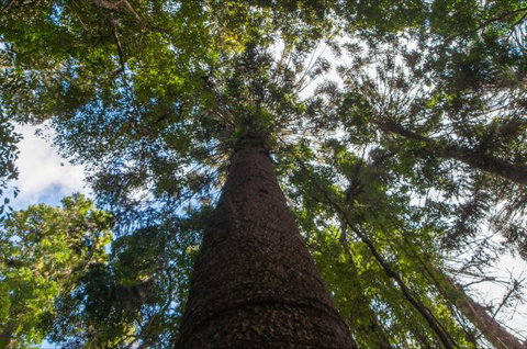 Bunya Mountains Accommodation Centre - New Castle Holiday 4