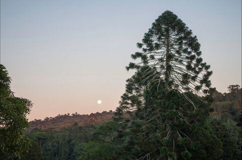 Bunya Mountains Accommodation Centre - New Castle Holiday 6