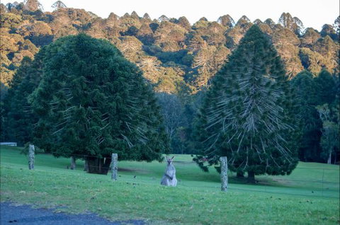 Bunya Mountains Accommodation Centre - New Castle Holiday 8