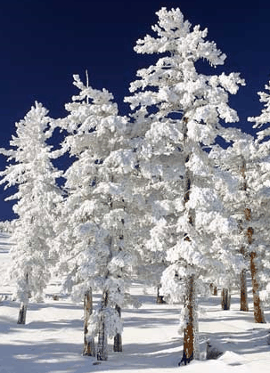 Mt Buller Apartment Management Services - New Castle Holiday