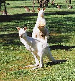 Bordertown Motel - New Castle Holiday 1