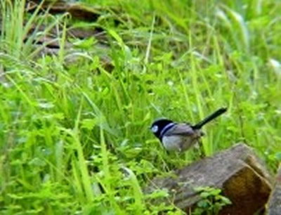 Morialta Bed And Breakfast - New Castle Holiday 0