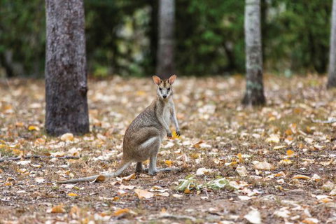 Carnarvon National Park Camping - New Castle Holiday 2