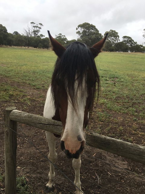 The Paddocks - New Castle Holiday 8