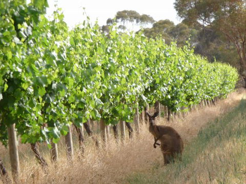 Angas Plains Wines Suites - New Castle Holiday 6